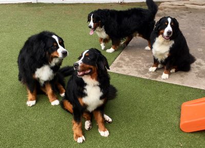 Doggie Daycare