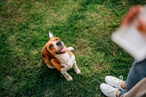 Cherry Hill Dog Daycare